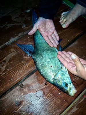 Дом с сауной на воде в час